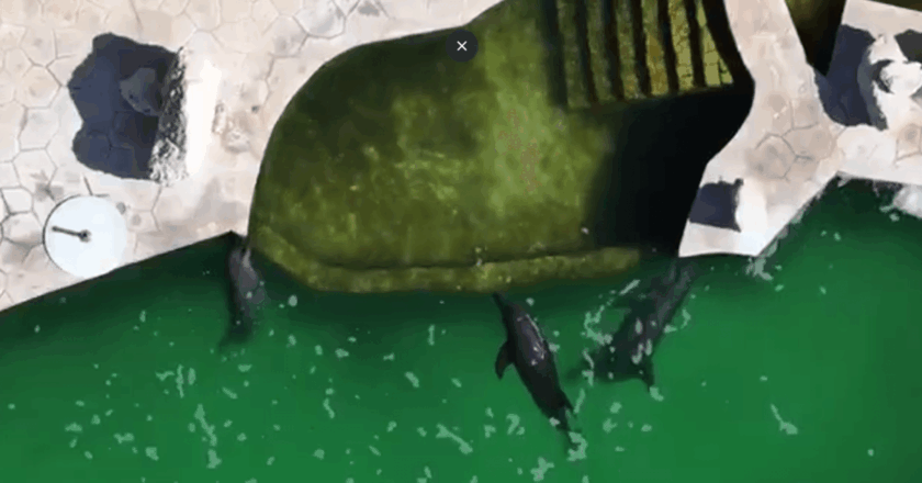 Nine Mexican Dolphins Left in Abandonment as Reform Fails to Provide Sanctuaries after Show Ban