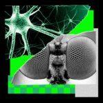I Trained a Fly's Brain to Generate Story Ideas for WIRED