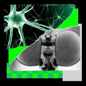 I Trained a Fly's Brain to Generate Story Ideas for WIRED