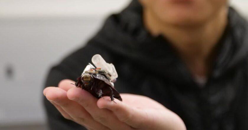 Scientists Transform Cockroaches into Cyborg Paramedics