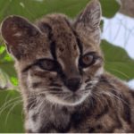 New Cat Species Discovered in Bolivia: The First Description in Over a Century