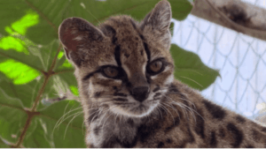 New Cat Species Discovered in Bolivia: The First Description in Over a Century