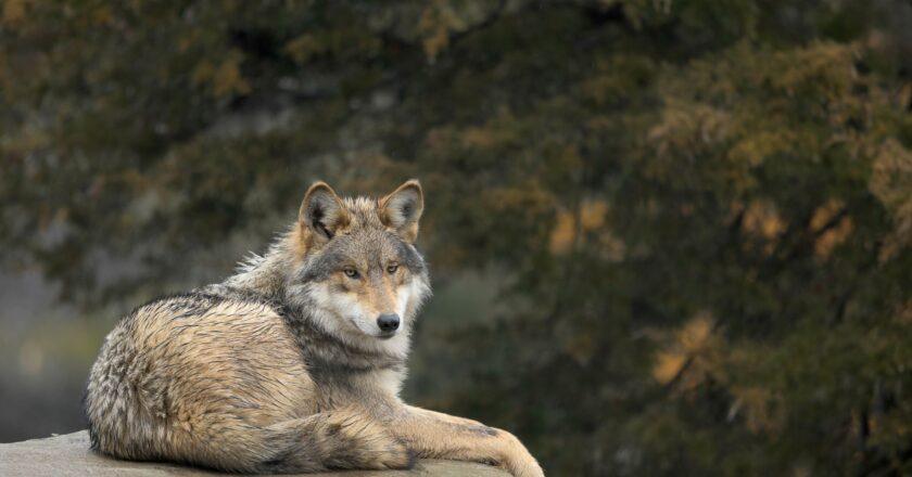 Trump’s Proposal to Allow Mexican Grey Wolf Hunting to Benefit the Livestock Industry