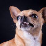 Chihuahua Dog DNA Uncovers Surprising Connection to Coyotes