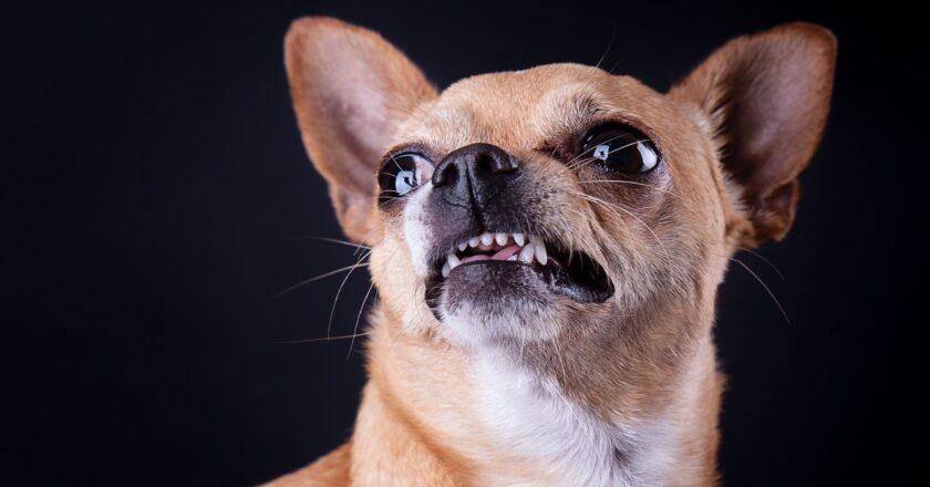 Chihuahua Dog DNA Uncovers Surprising Connection to Coyotes