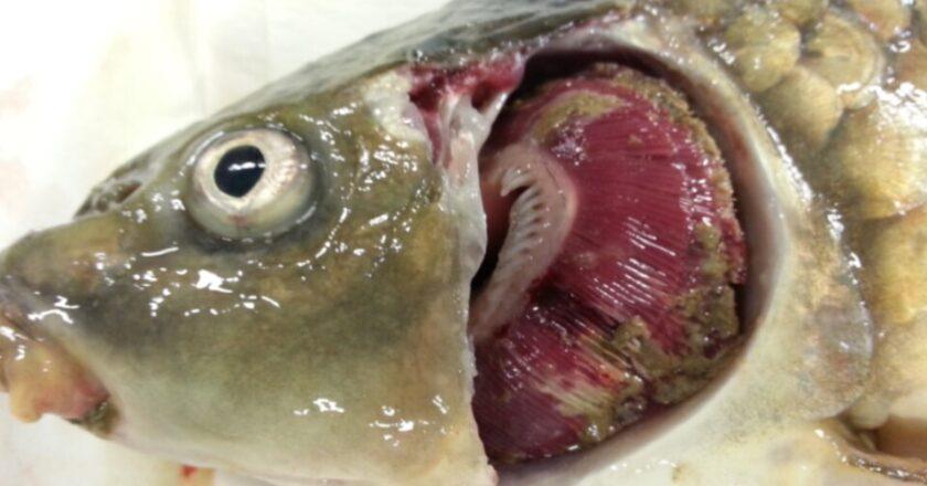 Koi Herpesvirus (KHV) Disease Outbreaks in 2026: What You Need to Know