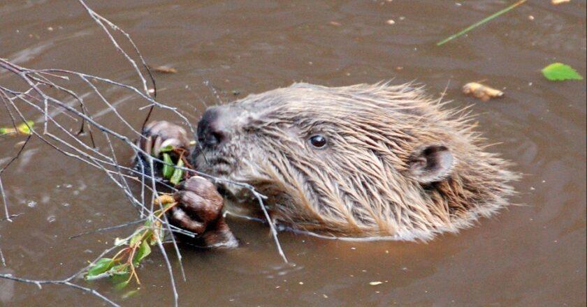 How Nature and Nurture Safeguard Timber Against Eurasian Beaver Damage