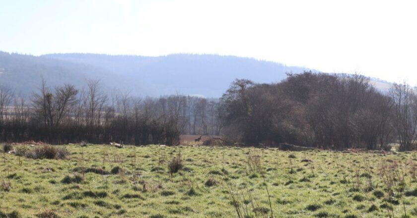 Holnicote Estate Implements Innovative Management Strategies for Controlling Deer and Grey Squirrel Populations