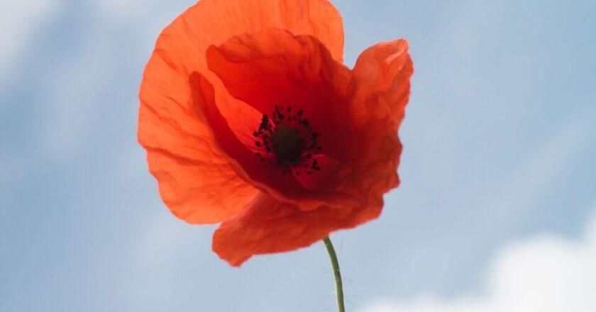 Expanded Free Rail Travel for Bereaved Veteran Families This Remembrance Weekend