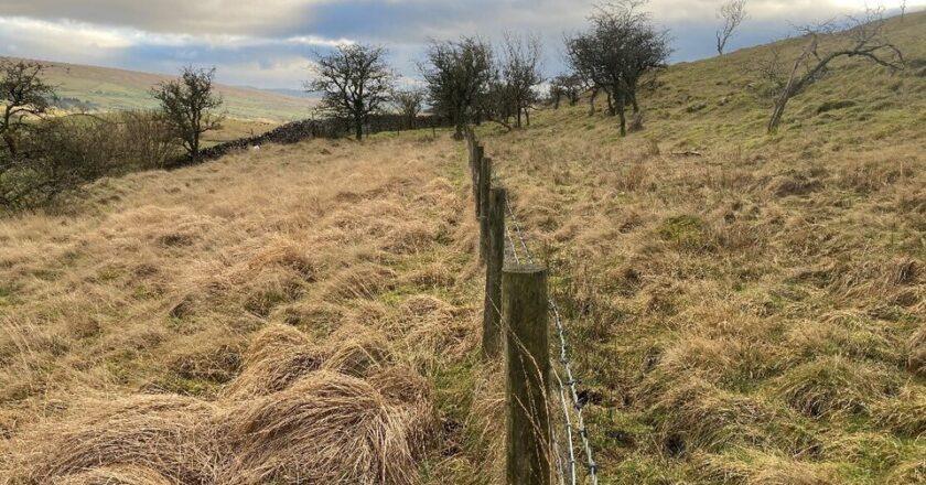 Innovative Grazing Protection Strategies Tested at Ingleborough National Nature Reserve